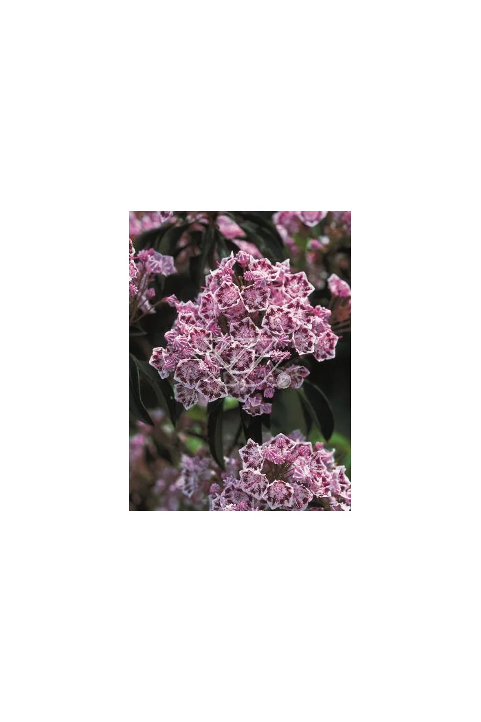 Kalmia szerokolistna 'Olympic Fire' Kalmia latifolia