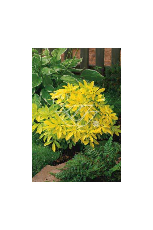 Czojsia trójlistkowa 'Sundance' | Choisya ternata