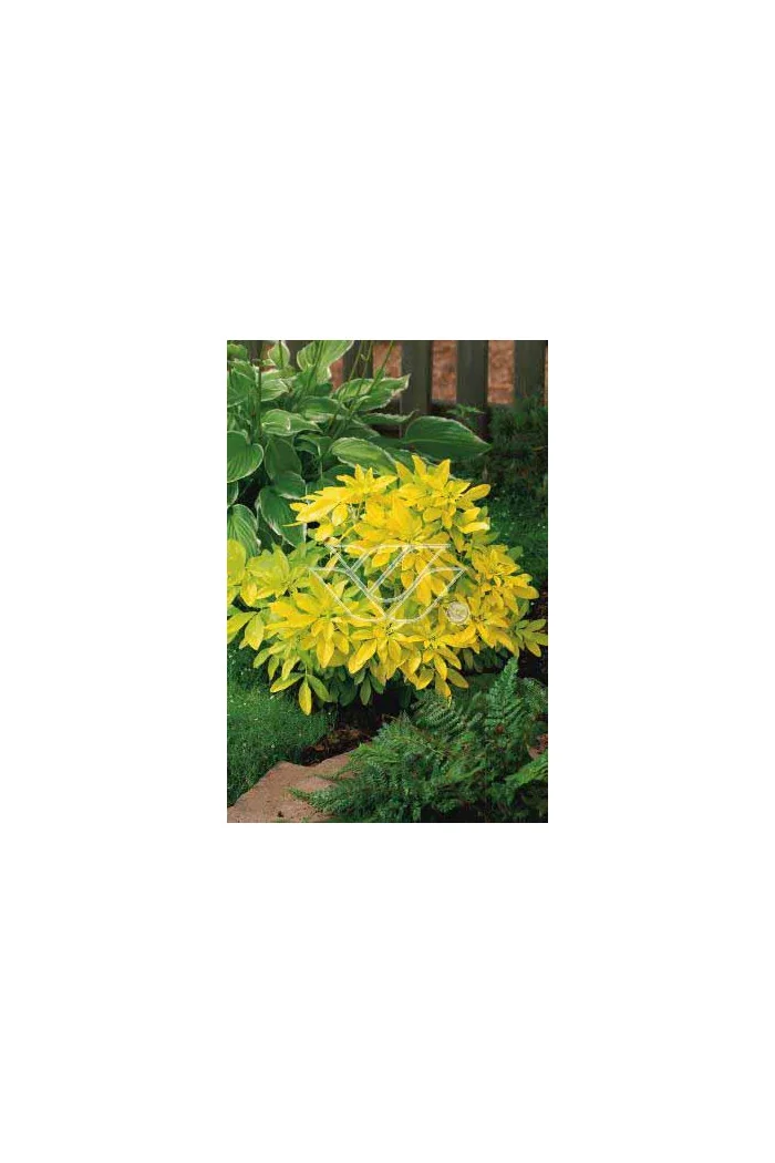 Czojsia trójlistkowa 'Sundance' | Choisya ternata