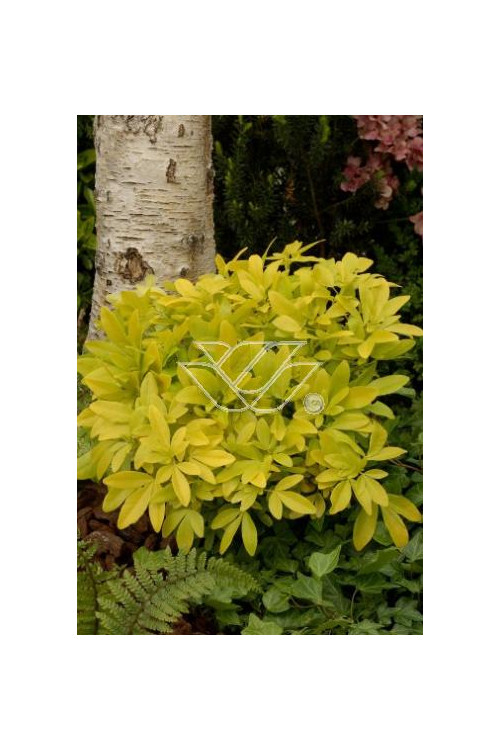 Czojsia trójlistkowa 'Sundance' | Choisya ternata