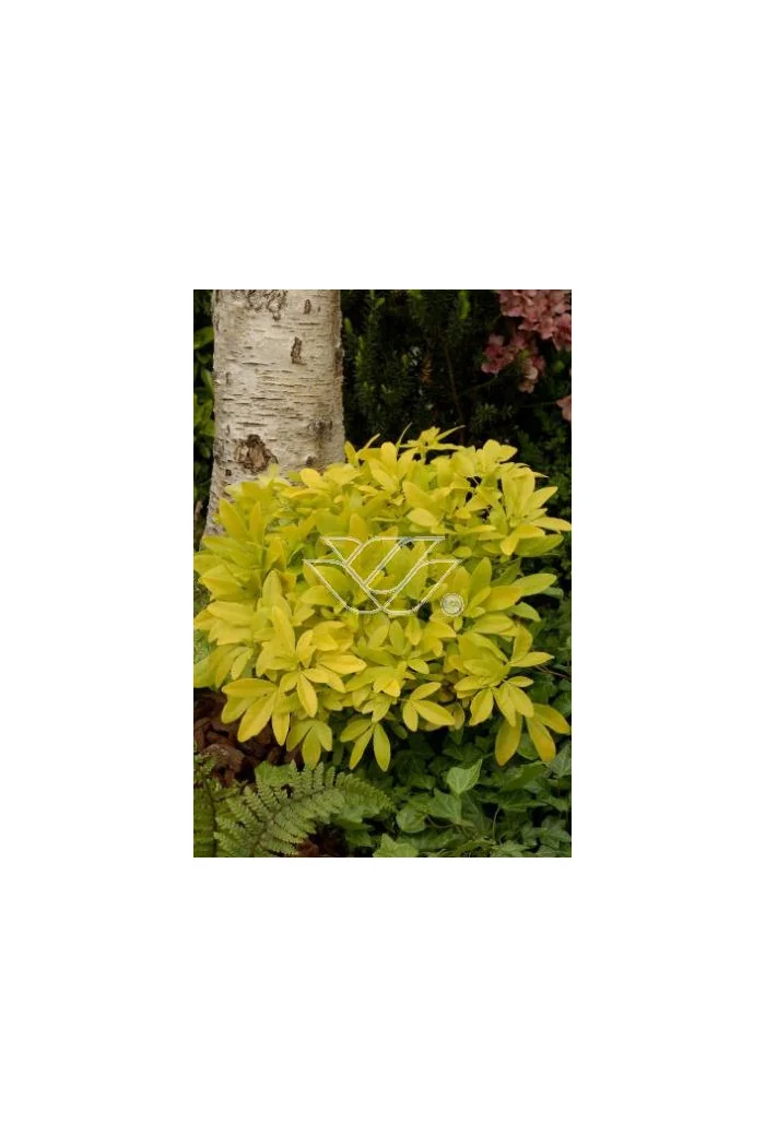 Czojsia trójlistkowa 'Sundance' | Choisya ternata