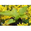 Funkia ogrodowa 'Age of Gold' Hosta