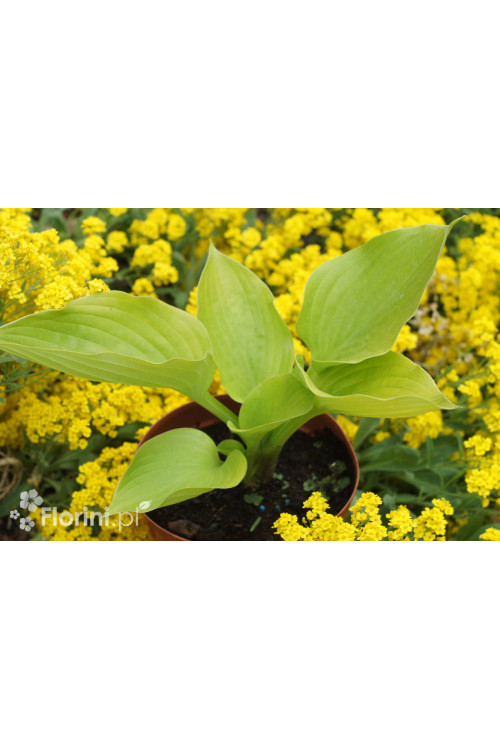 Funkia ogrodowa 'Age of Gold' Hosta