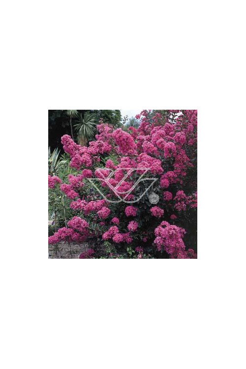 Lagerstroemia indyjska Lagerstroemia indica