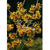 Oczar Hamamelis
