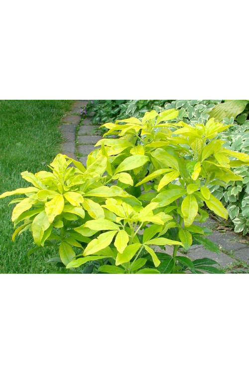 Czojsia trójlistkowa 'Sundance' | Choisya ternata