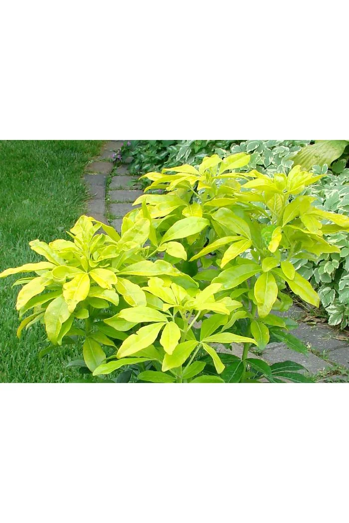 Czojsia trójlistkowa 'Sundance' | Choisya ternata