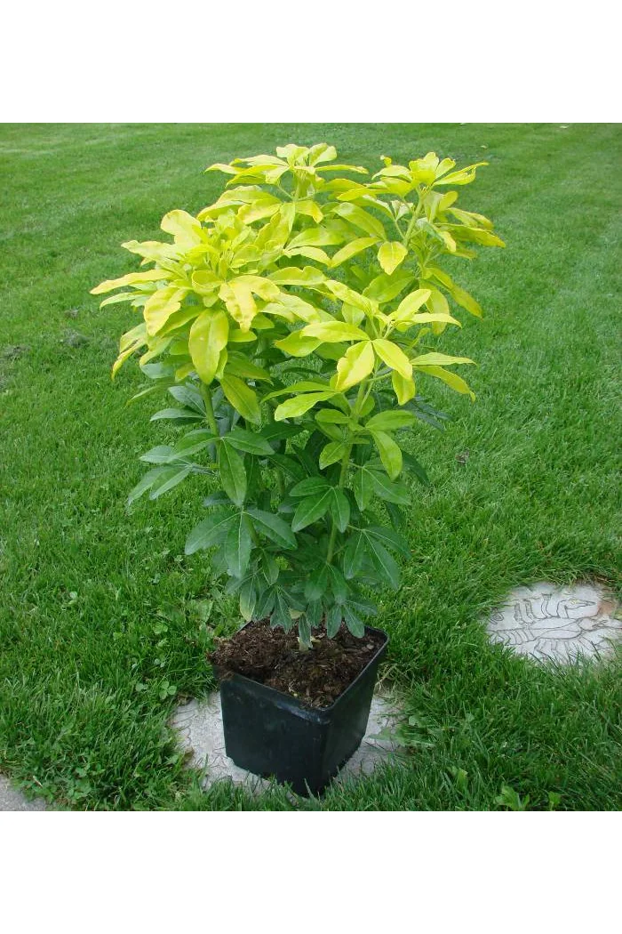 Czojsia trójlistkowa 'Sundance' | Choisya ternata