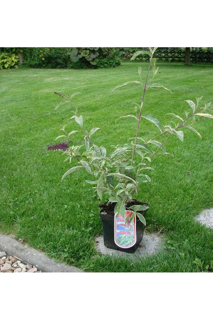 Budleja Dawida 'Harlequin' Buddleja dawidii