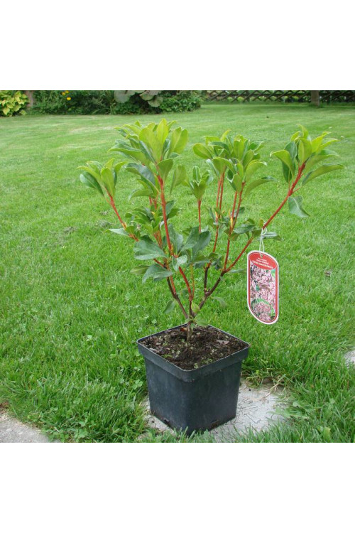 Kalmia szerokolistna 'Olympic Fire' Kalmia latifolia