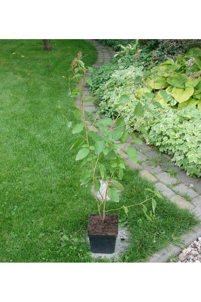 Prusznik 'Gloire de Versailles' Ceanothus