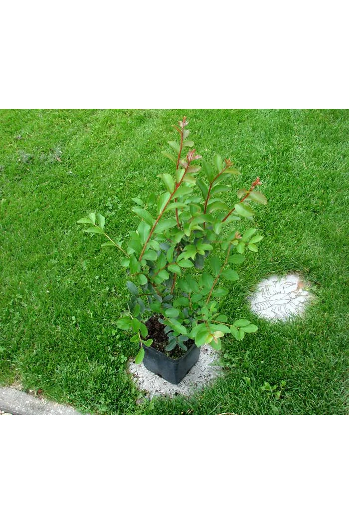 Lagerstroemia indyjska Lagerstroemia indica