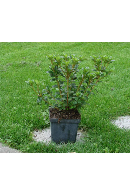 Azalia japońska 'Purpurkissen' Azalea japonica
