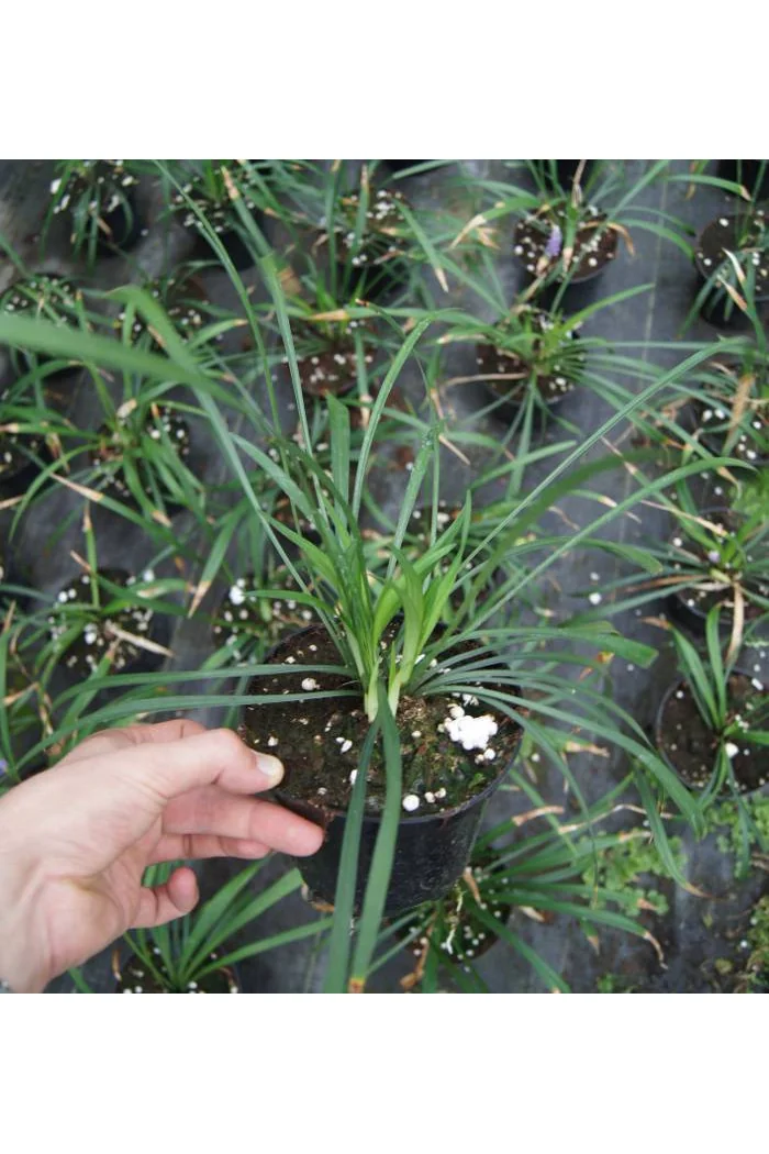 Liriope 'Monroe White' Liriope muscari