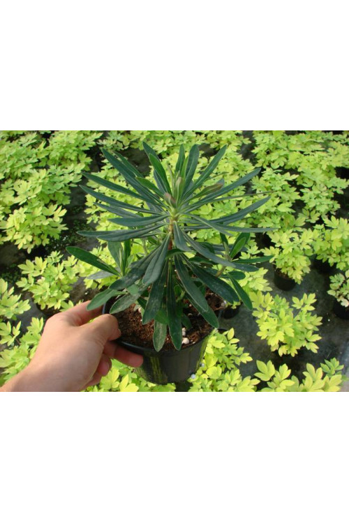 Wilczomlecz 'Tiny Tim' Euphorbia x martini