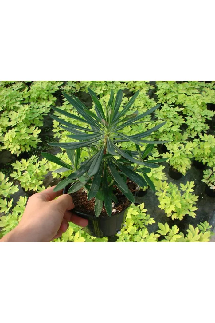 Wilczomlecz 'Tiny Tim' Euphorbia x martini