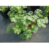 Bodziszek kantabryjski 'Karmina' Geranium cantabrigense