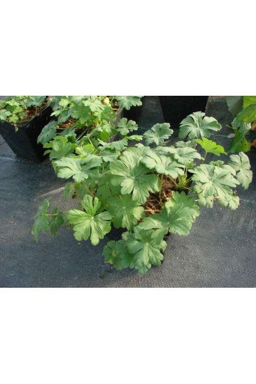 Bodziszek kantabryjski 'Karmina' Geranium cantabrigense