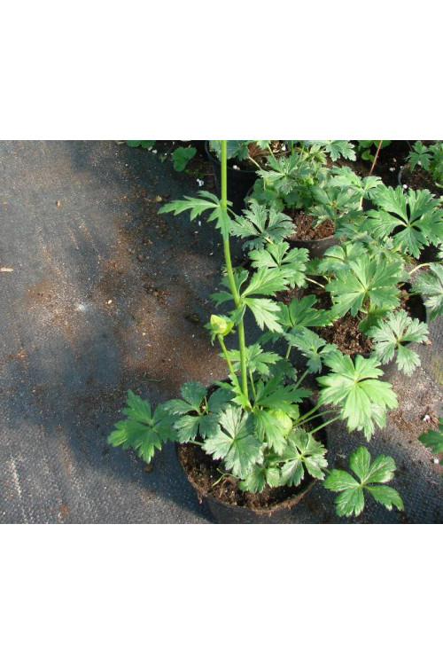 Pełnik chiński 'Goldkonigin' | Trollius chinensis