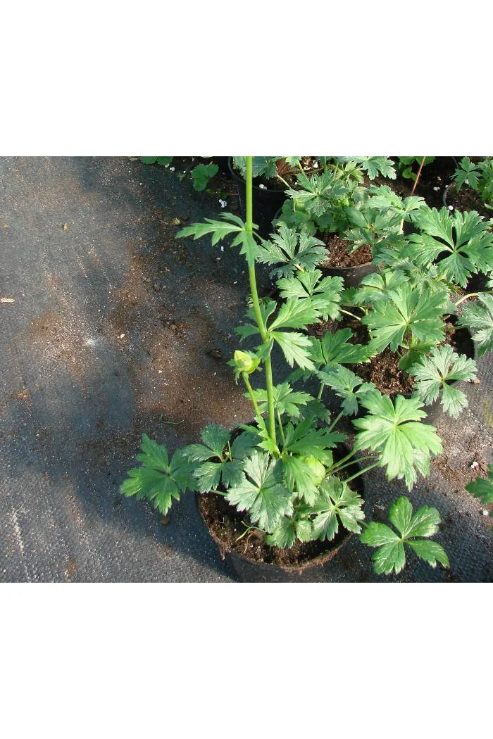 Pełnik chiński 'Goldkonigin' | Trollius chinensis