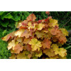 Żurawka 'Caramel' Heuchera
