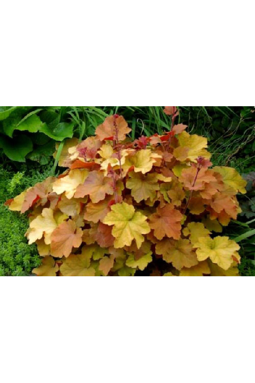 Żurawka 'Caramel' Heuchera