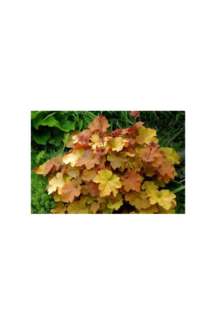 Żurawka 'Caramel' Heuchera