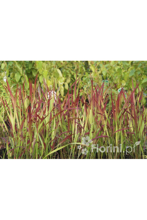Imperata 'Red Baron' | Imperata