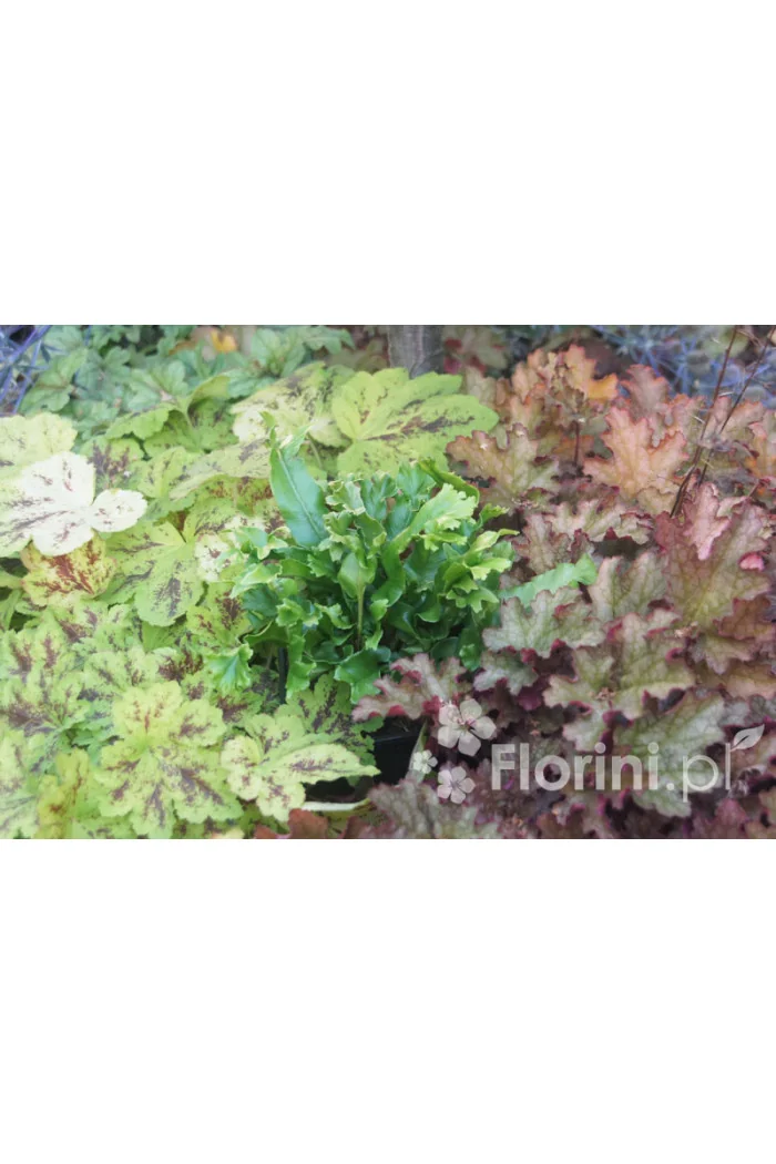 Języcznik zwyczajny 'Cristatum' | Phyllitis scolopendrium