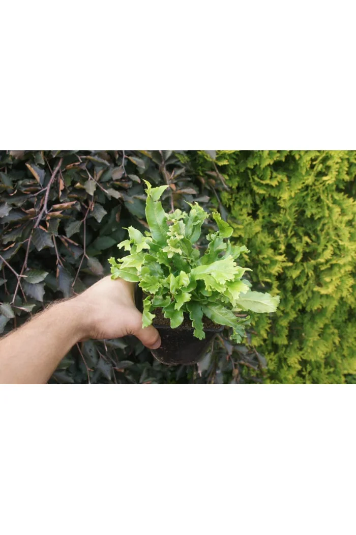 Języcznik zwyczajny 'Cristatum' | Phyllitis scolopendrium