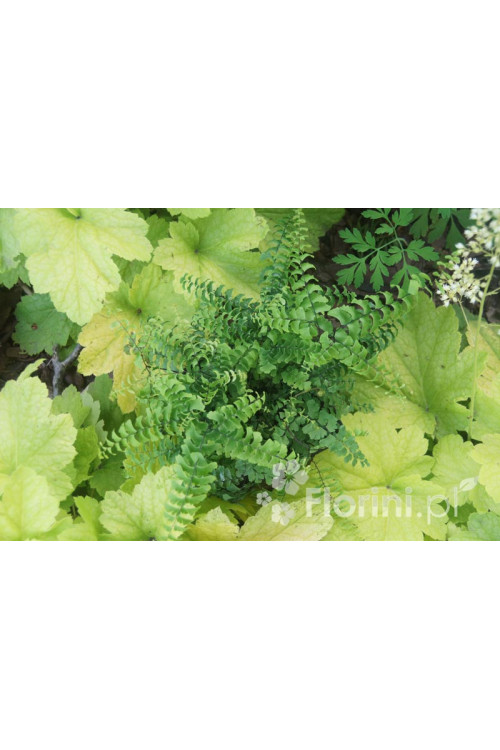 Adiantum stopowate 'Imbricatum' | Adiantum pedatum