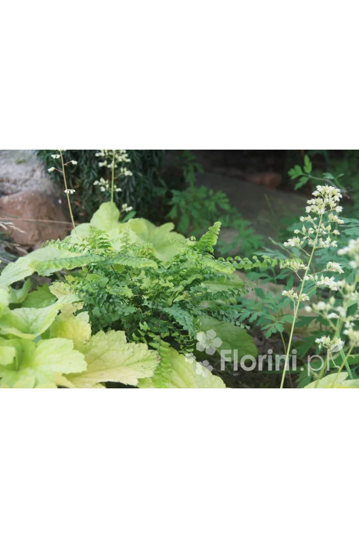 Adiantum stopowate 'Imbricatum' | Adiantum pedatum