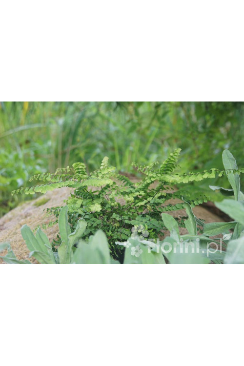 Adiantum stopowate 'Imbricatum' | Adiantum pedatum