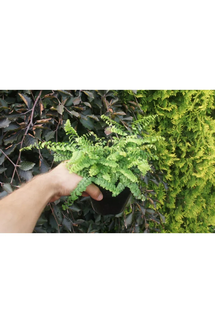 Adiantum stopowate 'Imbricatum' | Adiantum pedatum