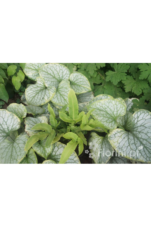 Narecznica siebolda | Dryopteris sieboldii