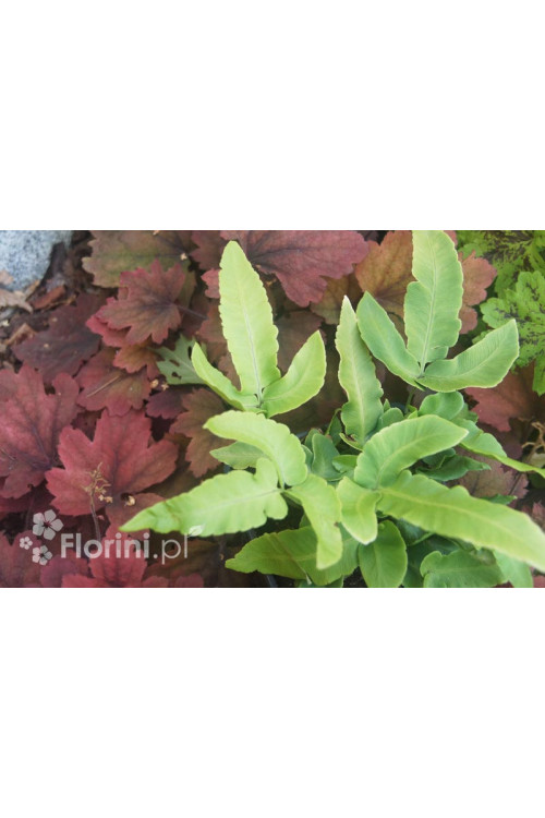 Narecznica siebolda | Dryopteris sieboldii