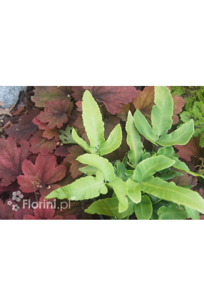 Narecznica siebolda | Dryopteris sieboldii