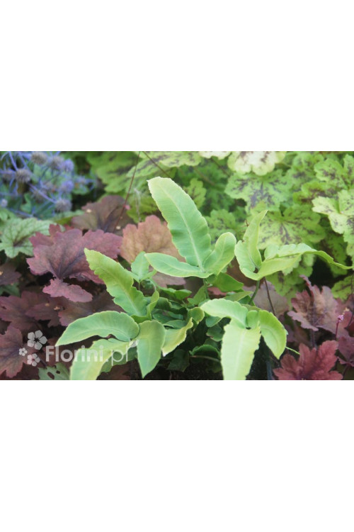 Narecznica siebolda | Dryopteris sieboldii