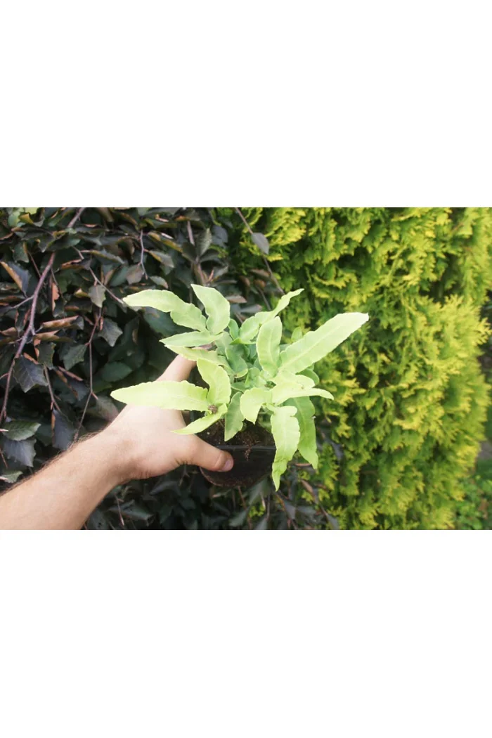 Narecznica siebolda | Dryopteris sieboldii