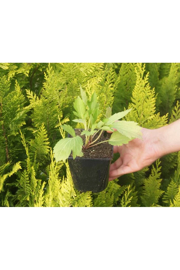Rudbekia naga 'Goldquelle' Rudbeckia aciniata
