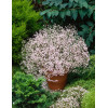 Gipsówka wiechowata 'Flamingo' | Gypsophila paniculata