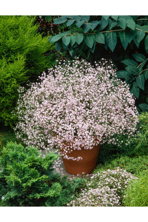 Gipsówka wiechowata 'Flamingo' | Gypsophila paniculata