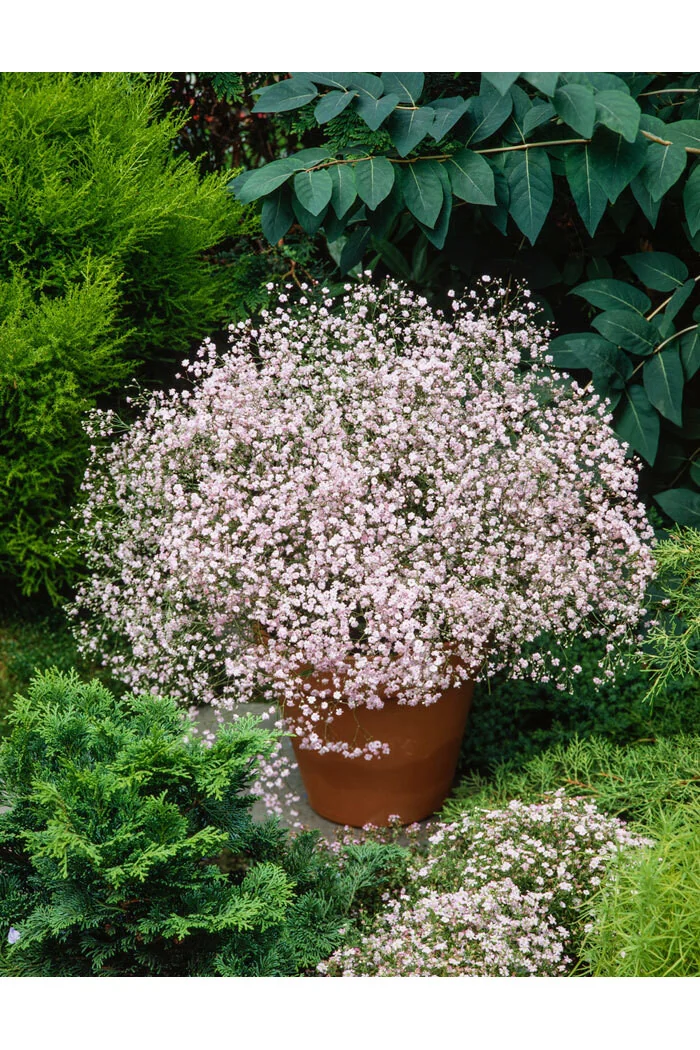Gipsówka wiechowata 'Flamingo' | Gypsophila paniculata
