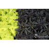 Ipomea ‘Bright Ideas Black’ div class'lat' Ipomea /div