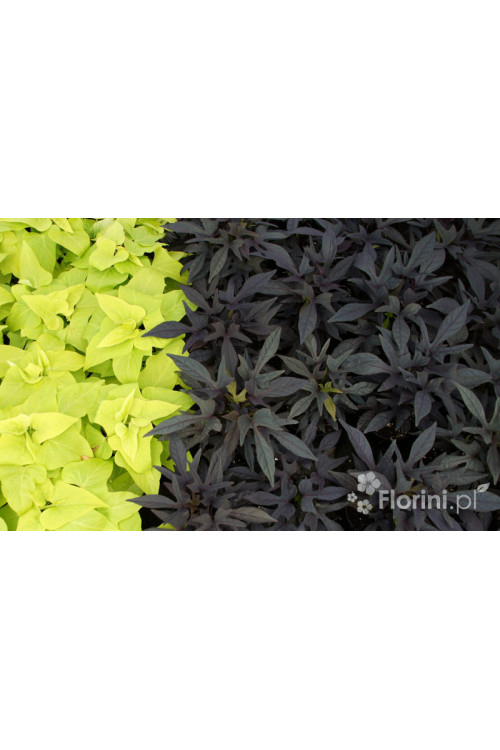 Ipomea ‘Bright Ideas Black’ div class'lat' Ipomea /div