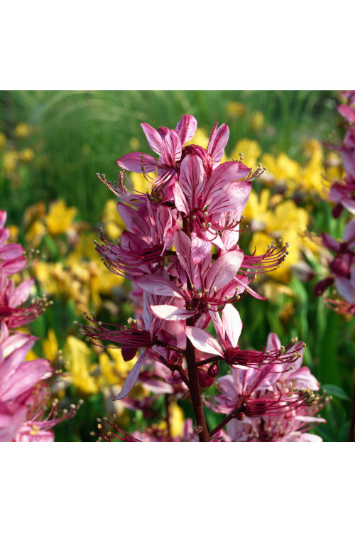 Dyptam jesionolistny | Dictamnus albus