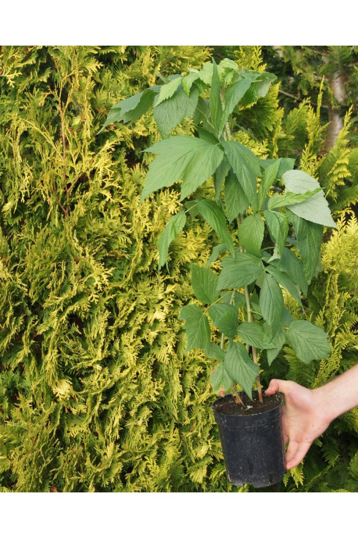 Malina 'All Gold' div class'lat' Rubus idaeus /div