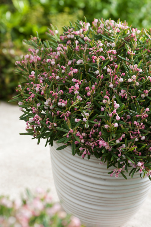 Modrzewnica pospolita 'Compacta' Andromeda polifolia