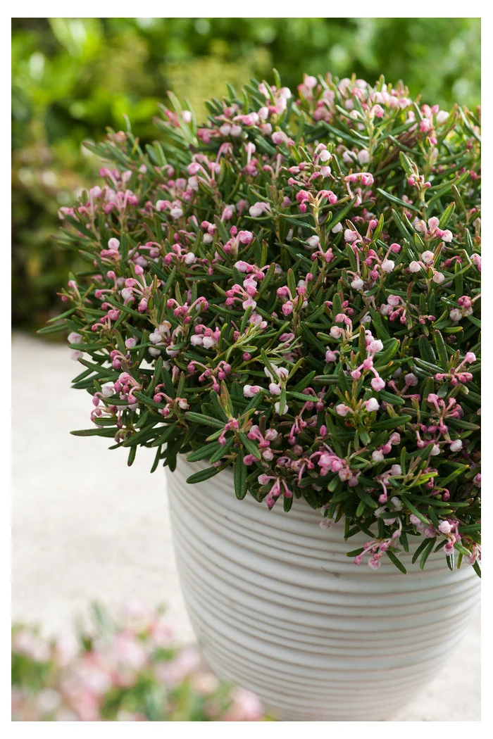 Modrzewnica pospolita 'Compacta' Andromeda polifolia