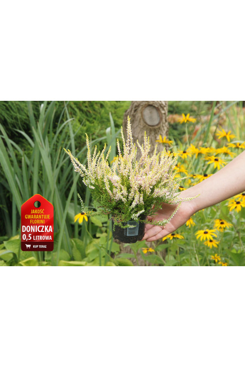 Wrzos 'Teresa' Calluna vulgaris